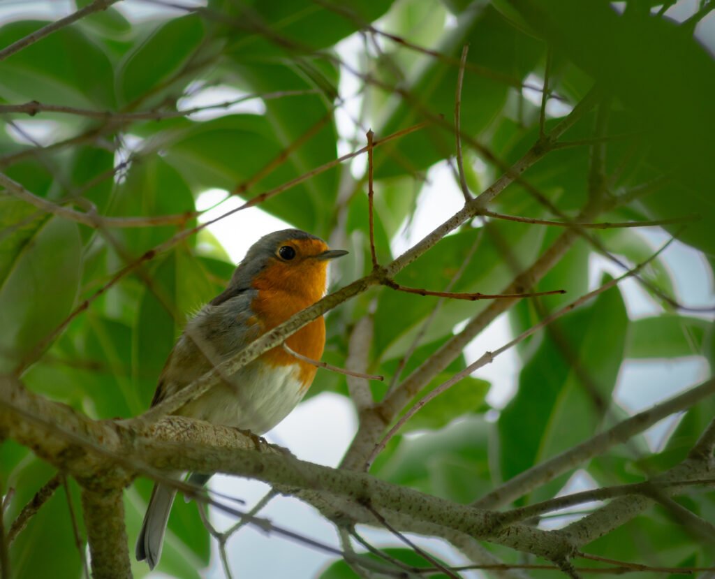 Rouge gorge caché